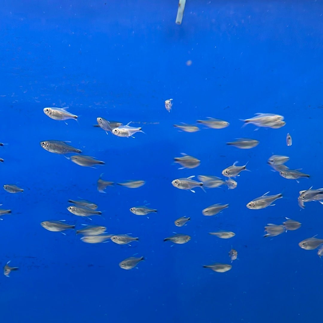Nego Dagua Tetra