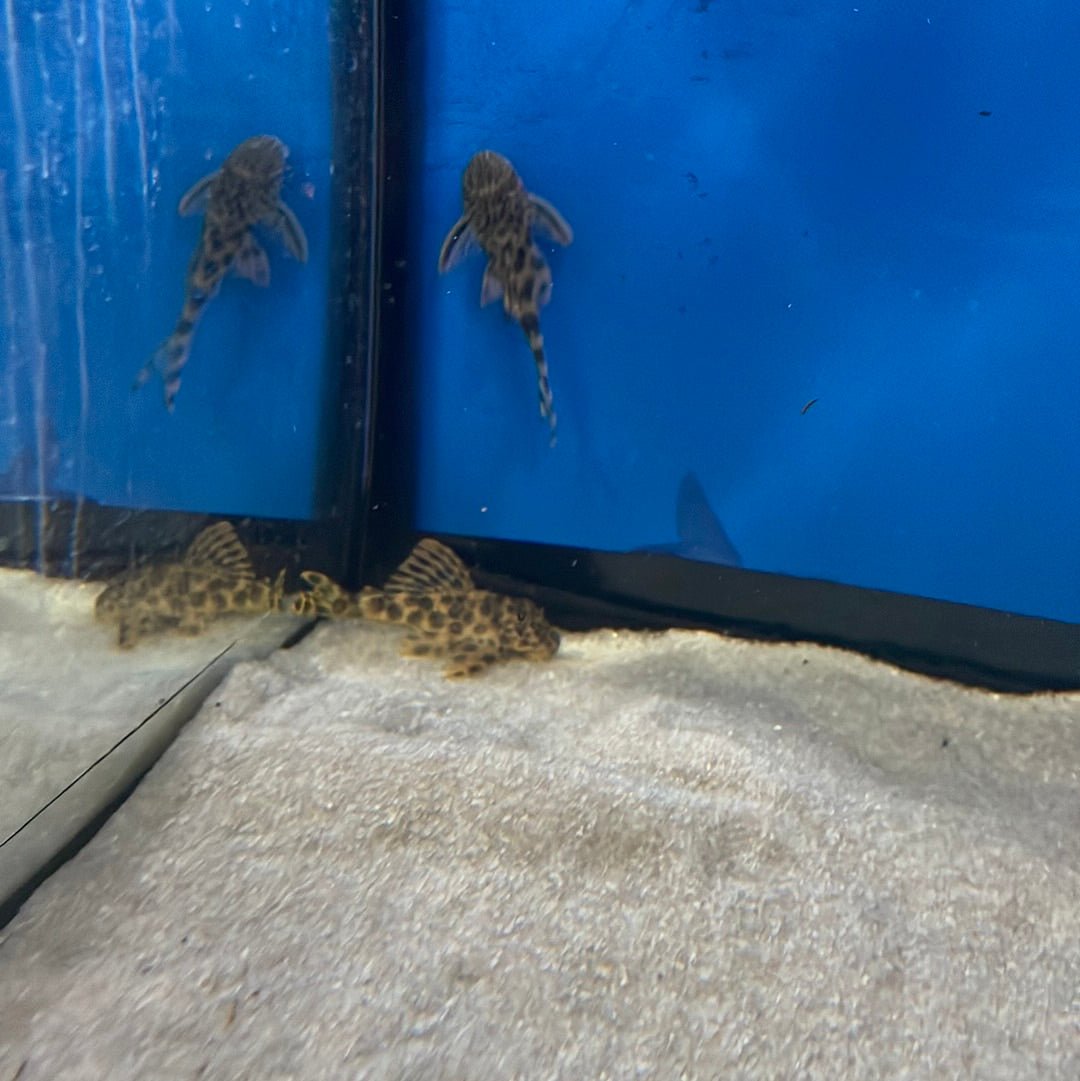 Golden Vampire Pleco