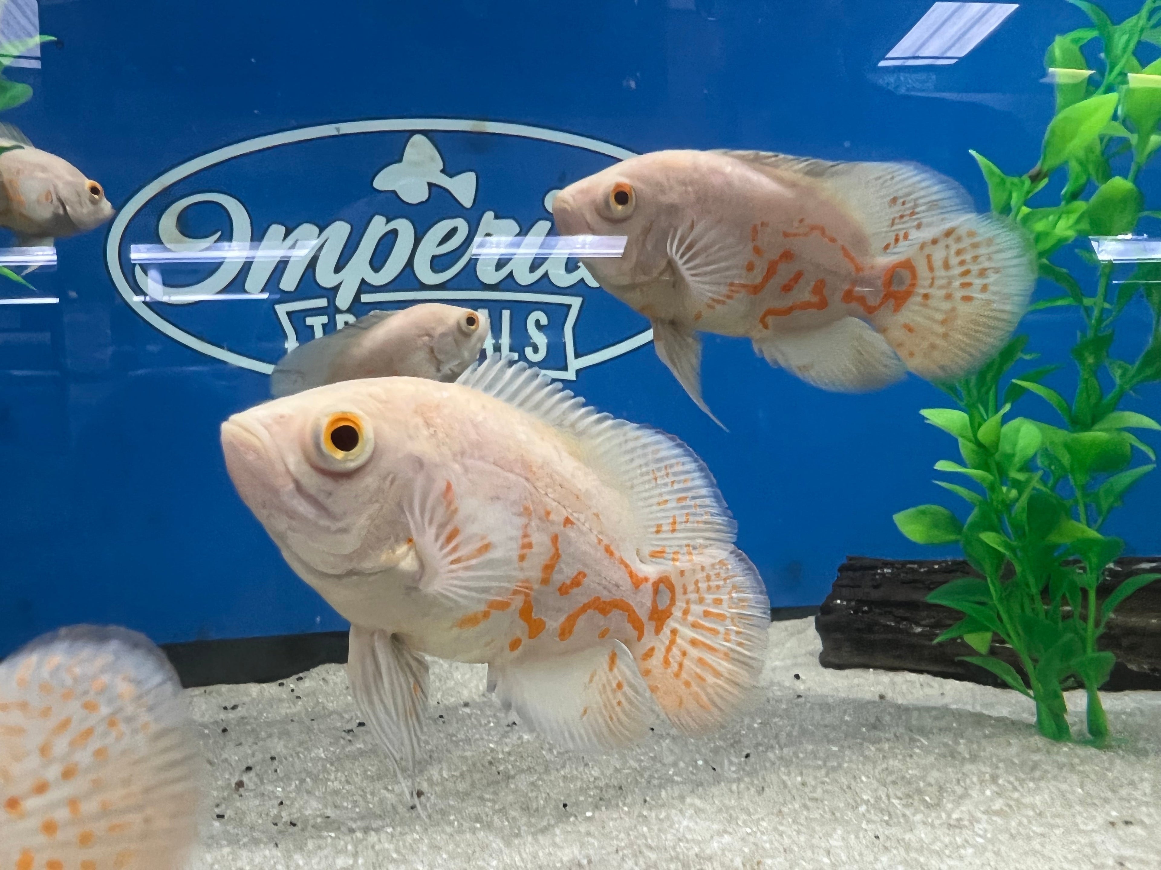 Albino Oscar
