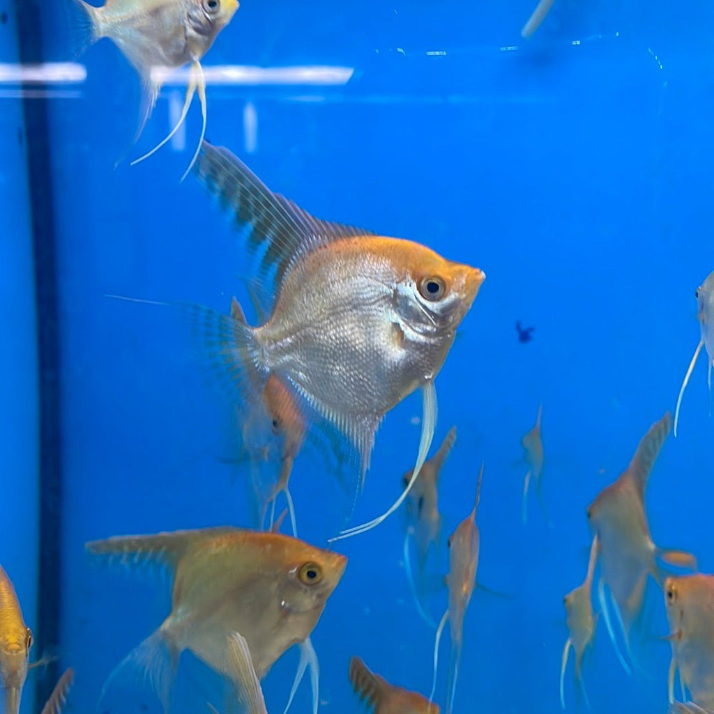 Gold Angelfish