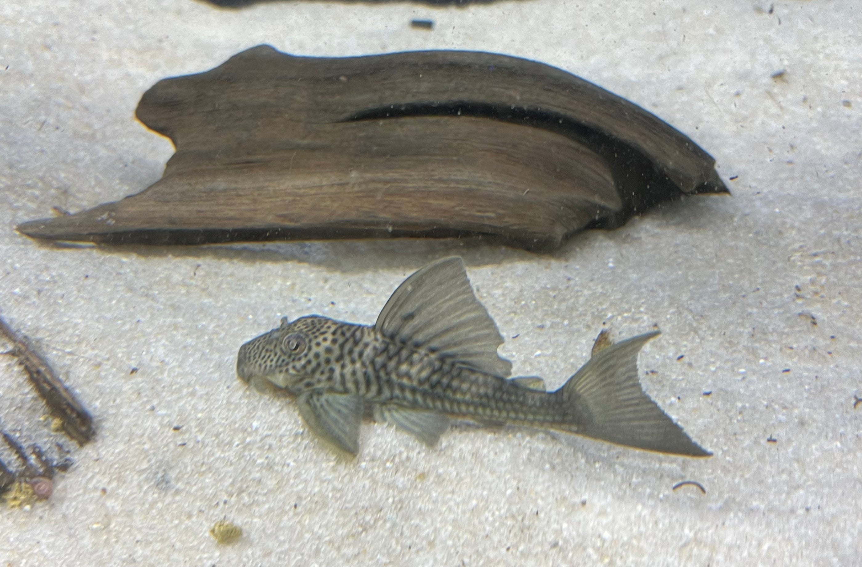 L141 Ghost Pleco