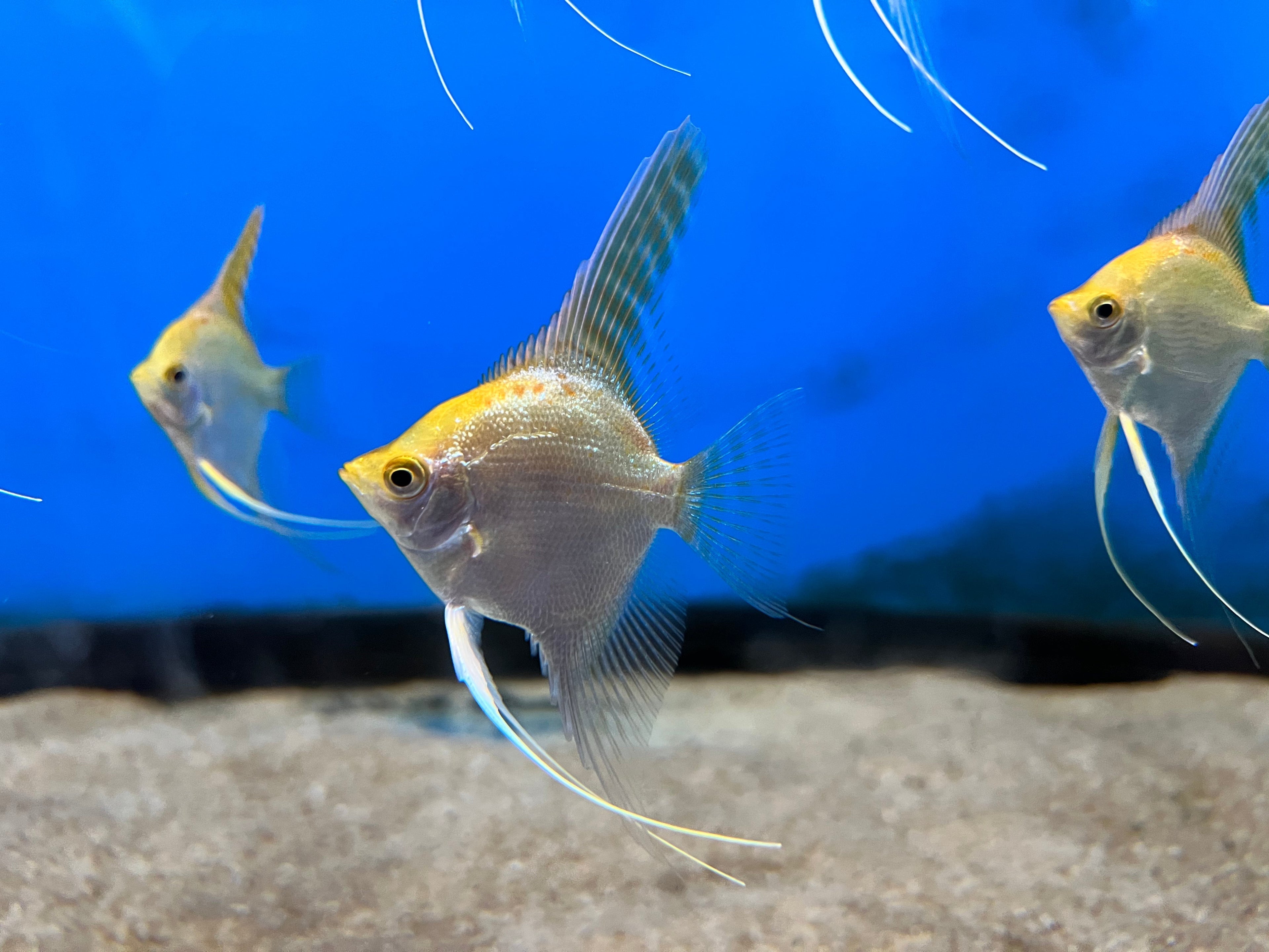 Gold Angelfish
