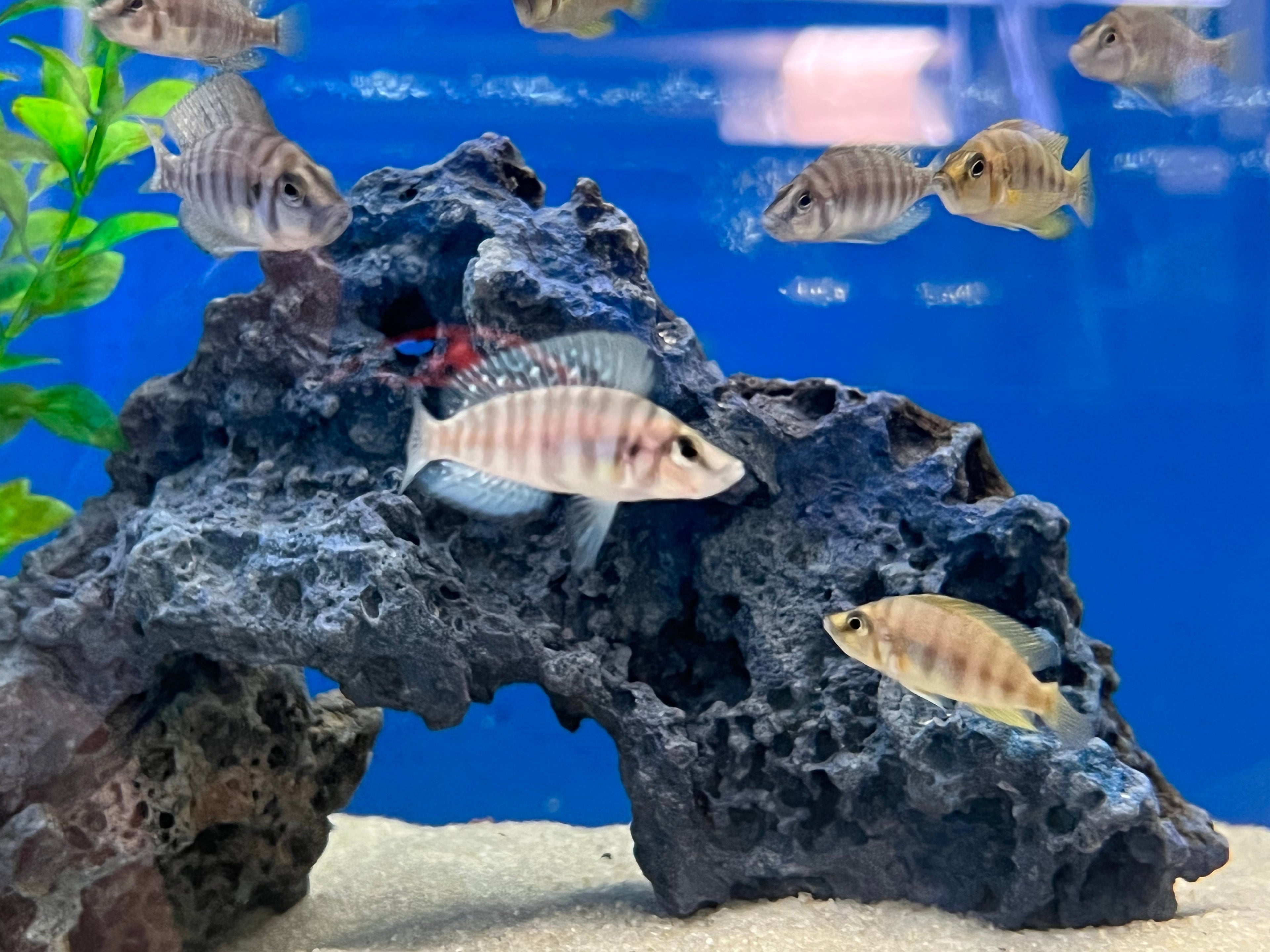 Red Fin Compressiceps