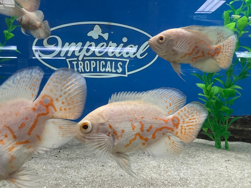 Albino Oscar