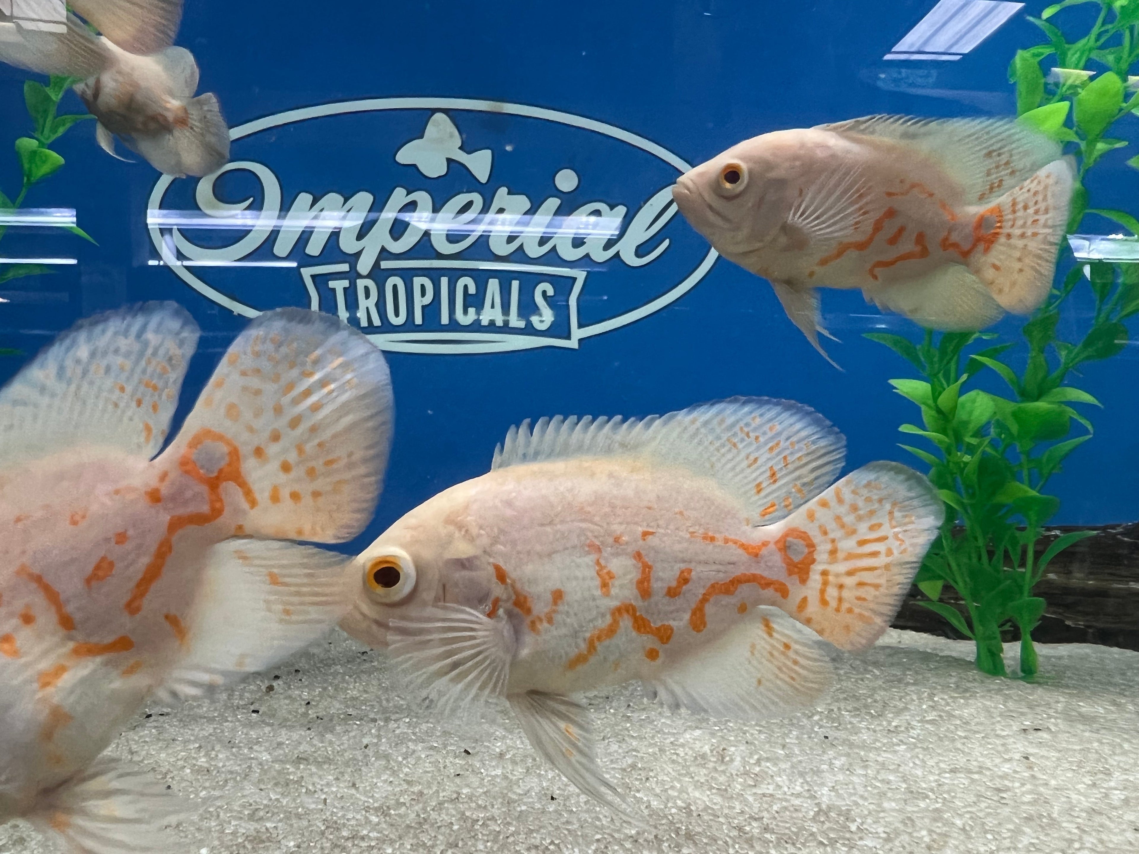 Albino Oscar
