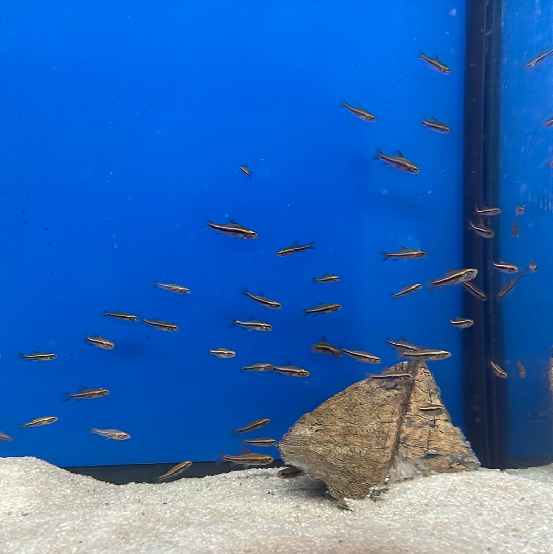 Black Morpho Tetra
