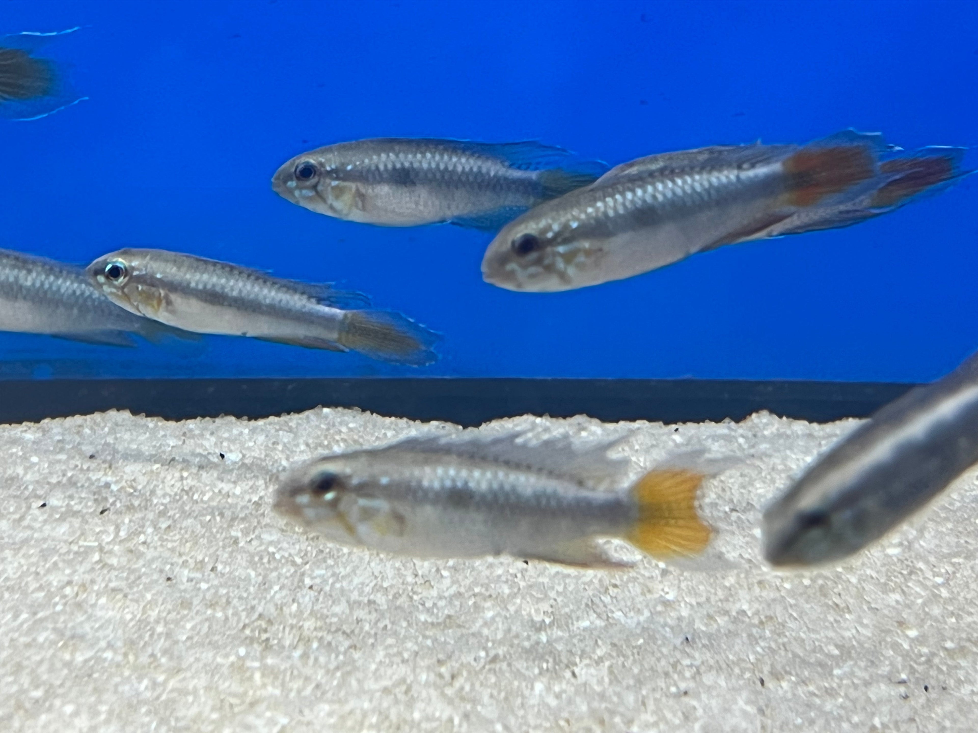 Apistogramma uaupesi