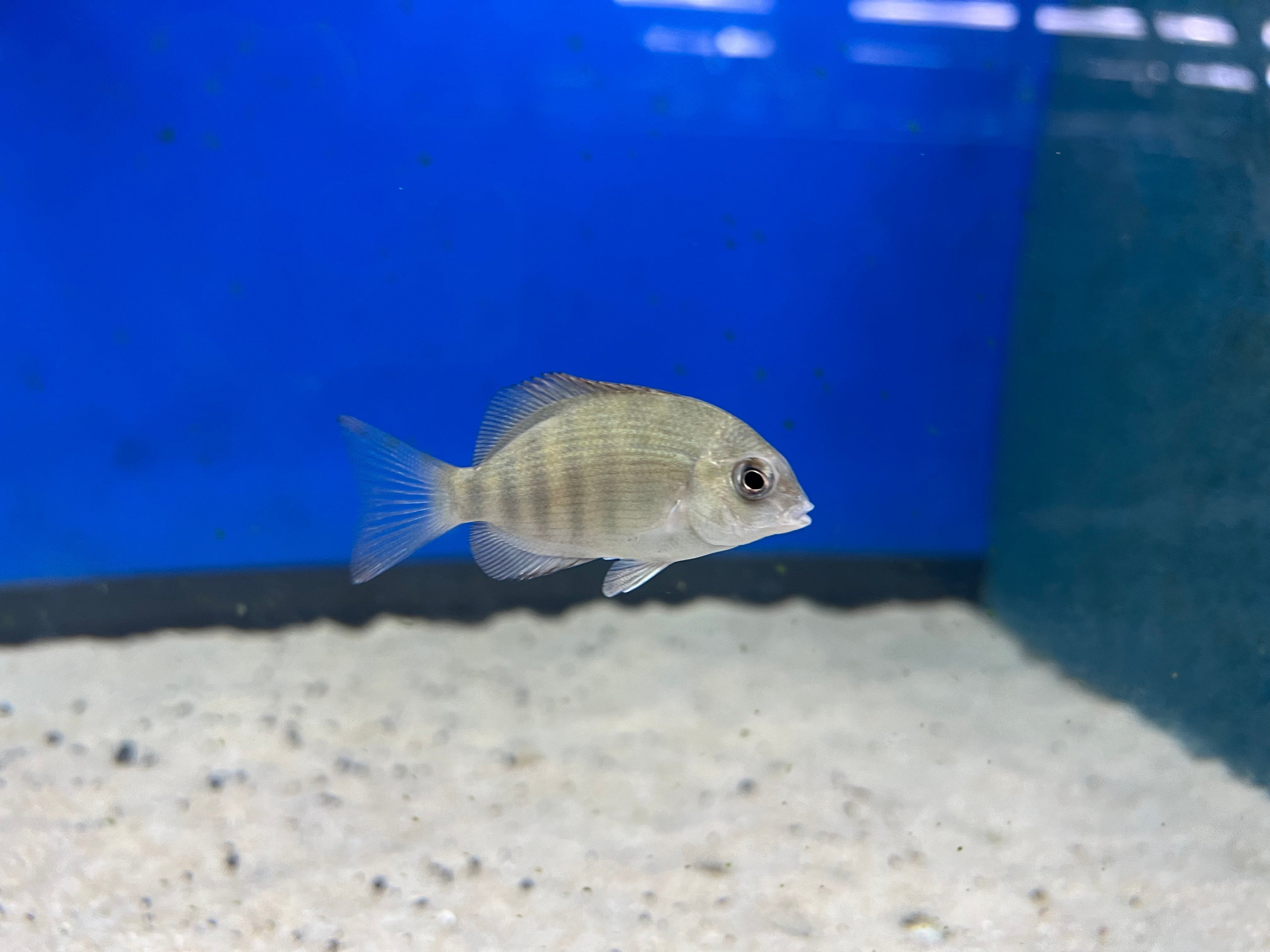 Pinstripe Damba Cichlid