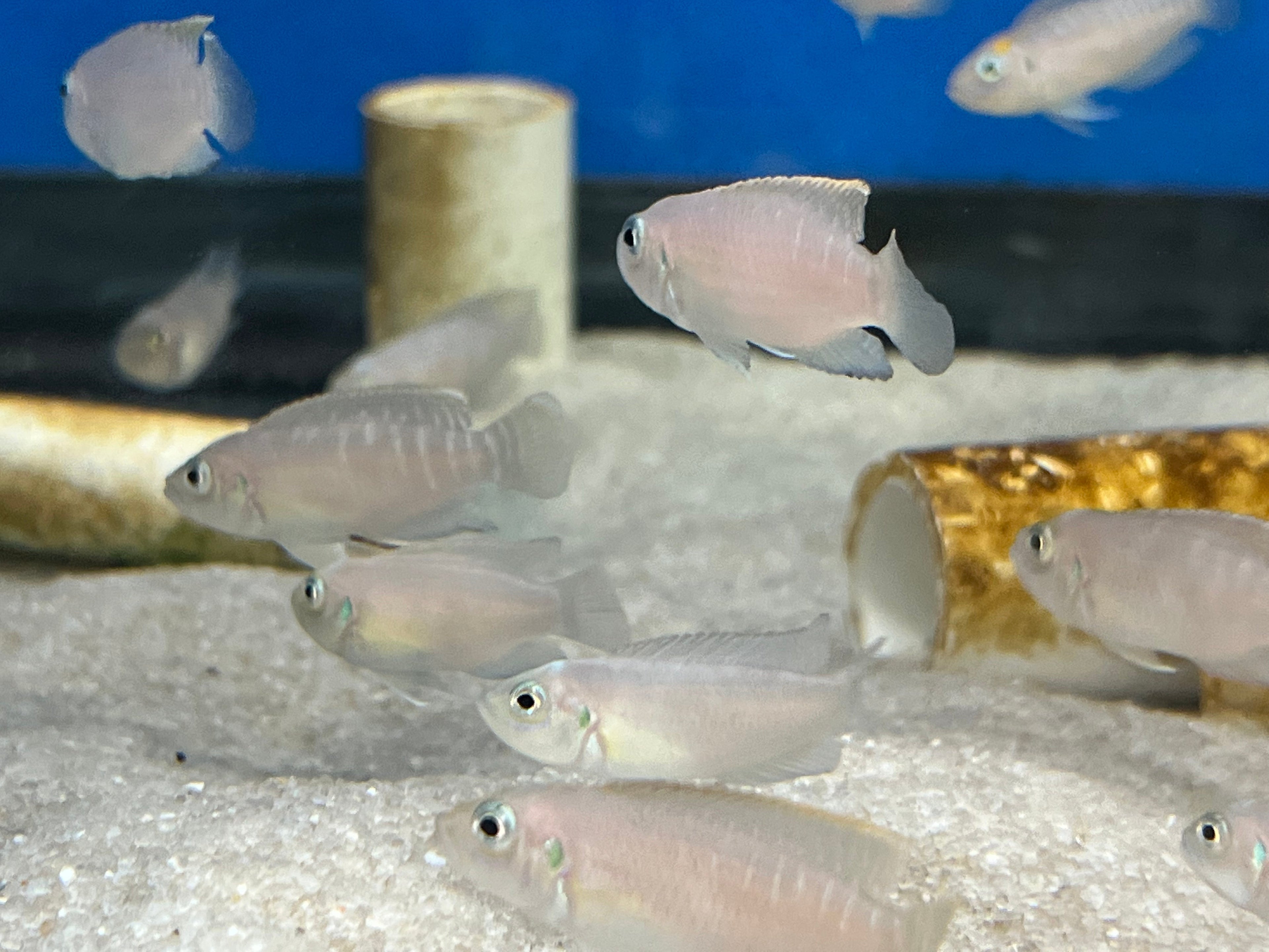 Neolamprologus brevis