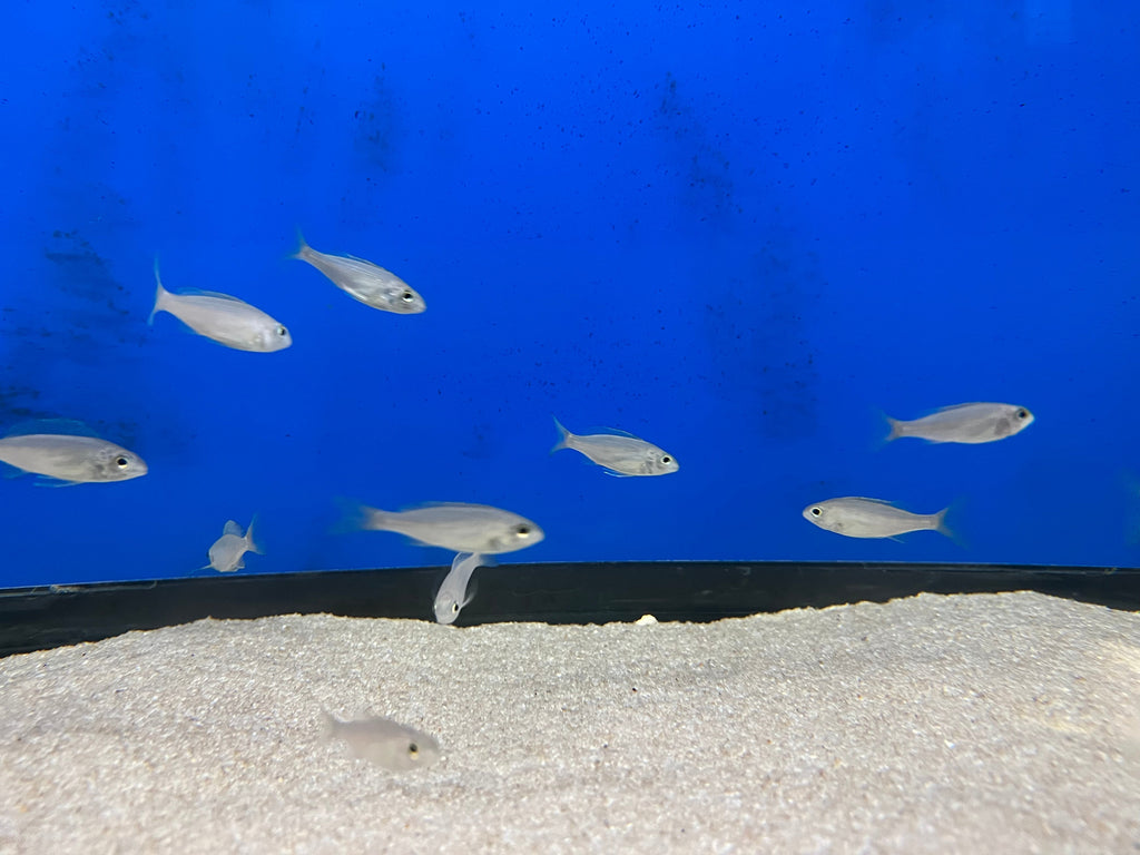 Cyathopharynx foai "Kachese"