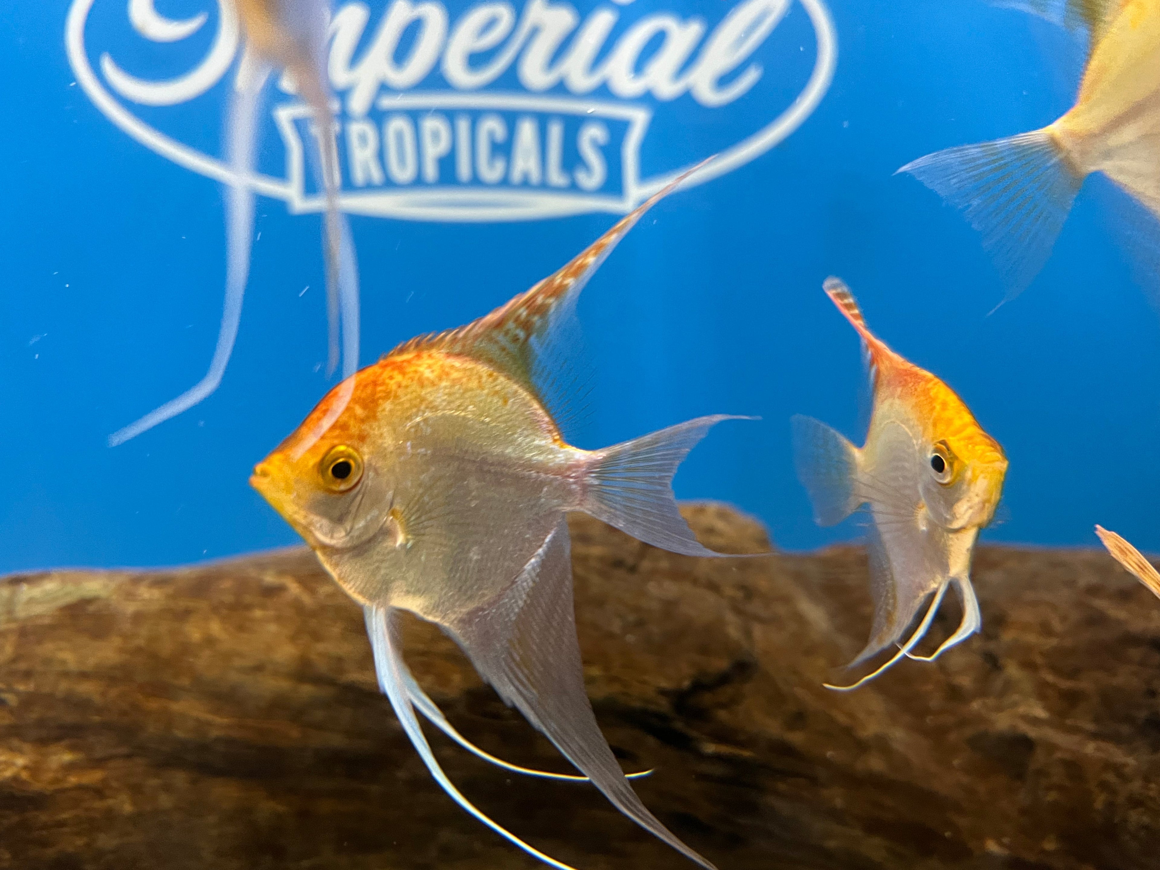 Gold Angelfish