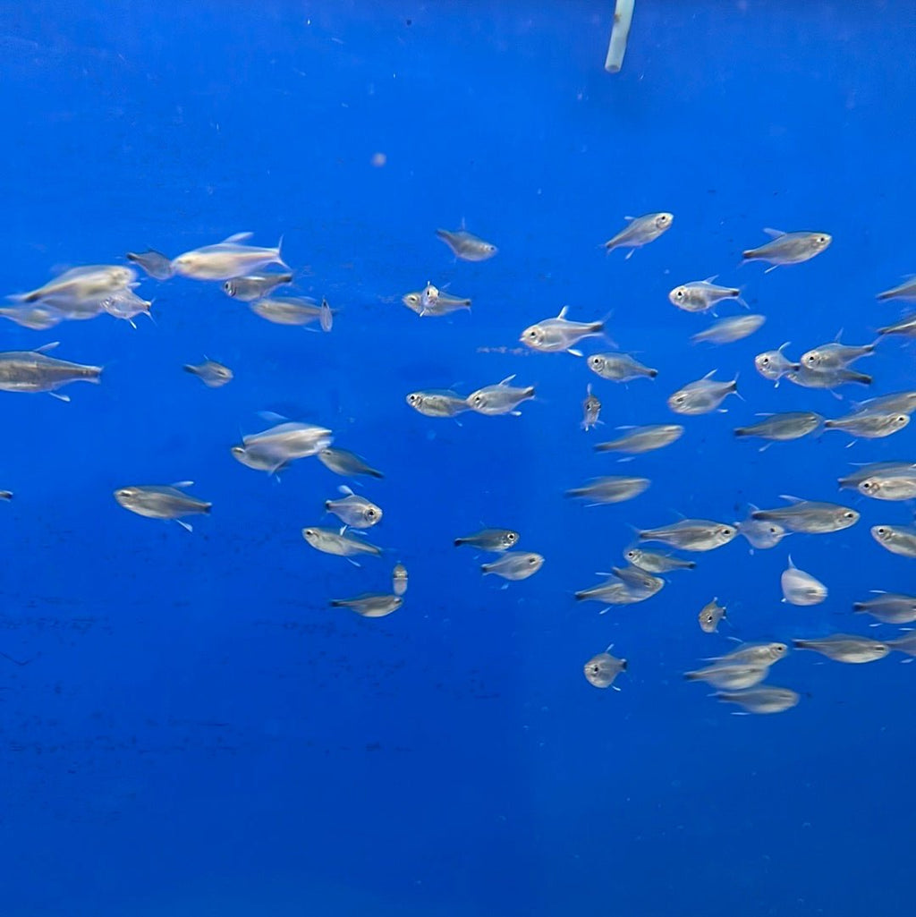 Nego Dagua Tetra