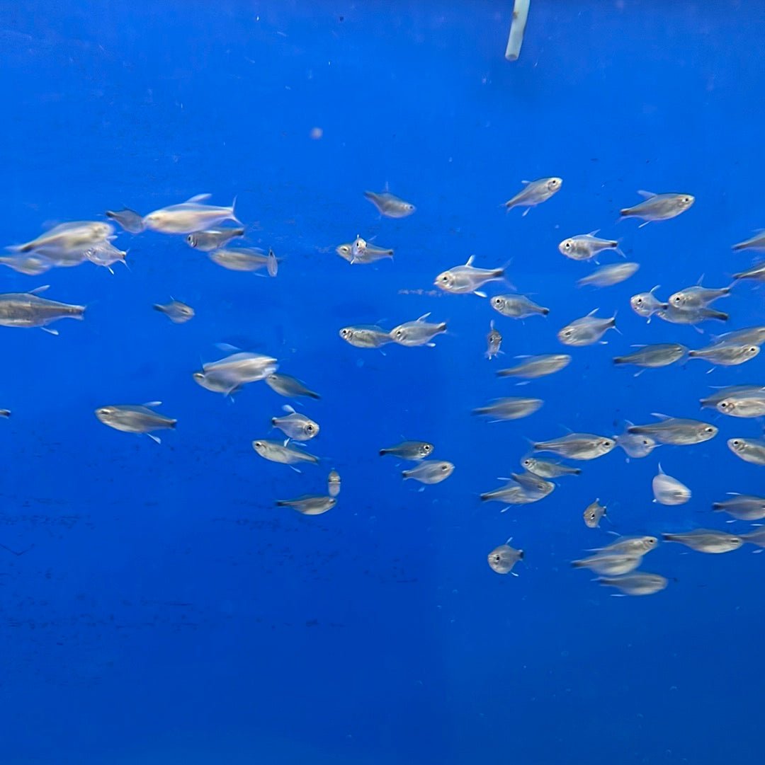 Nego Dagua Tetra
