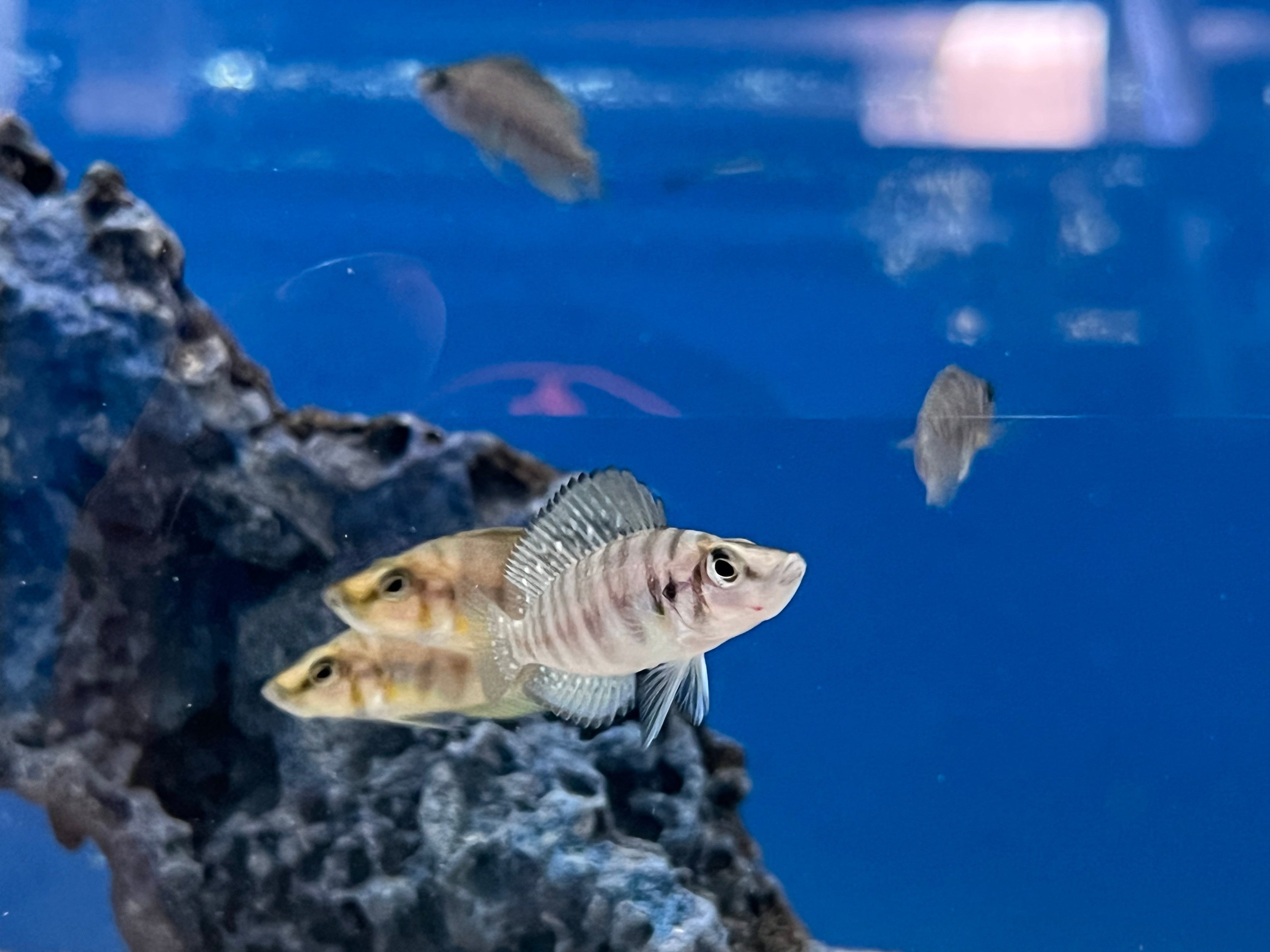 Red Fin Compressiceps