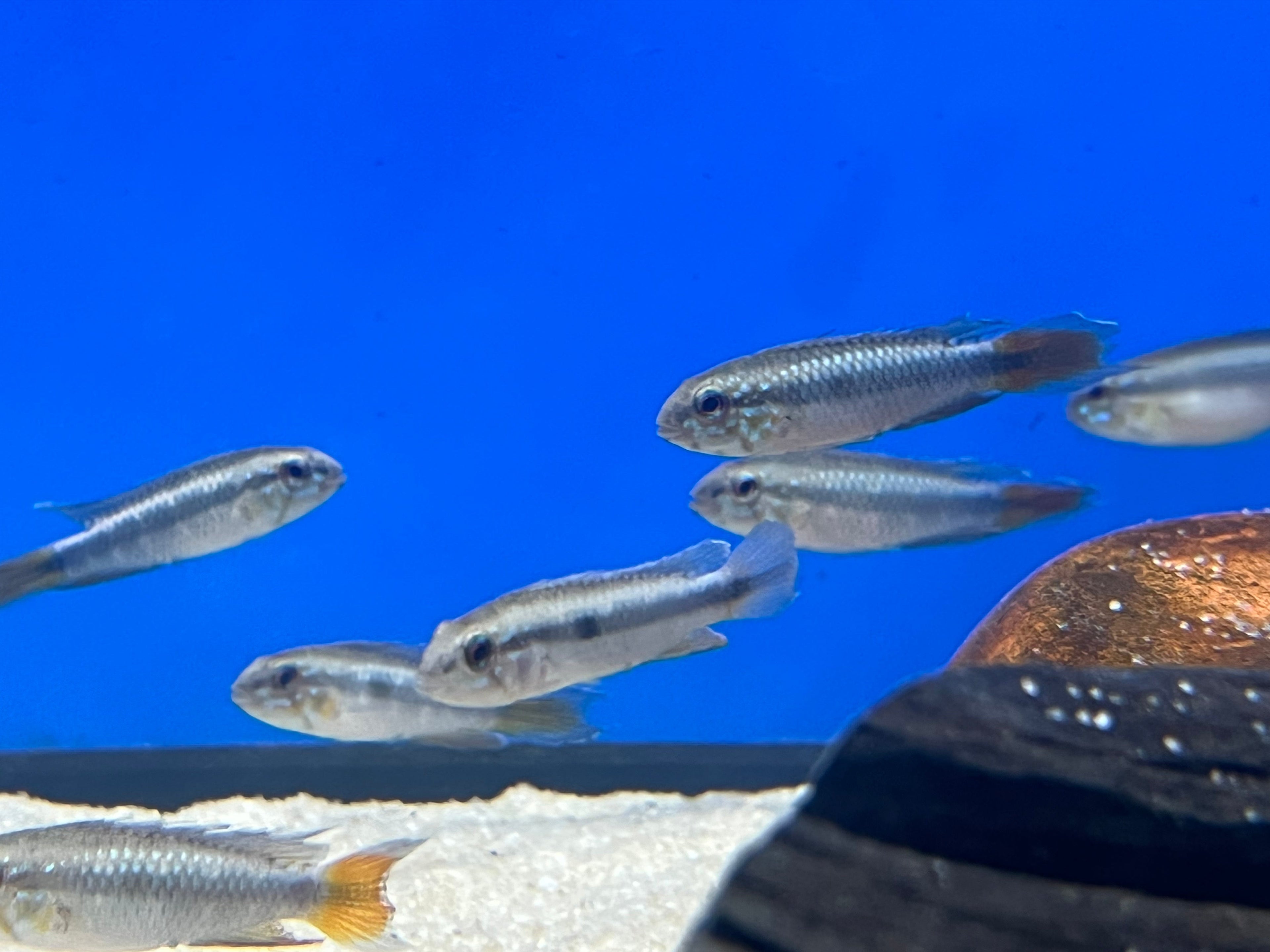 Apistogramma uaupesi