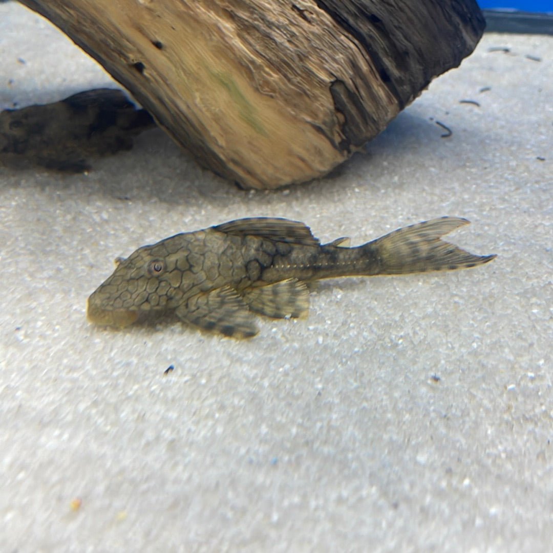 L037 Honeycomb Pleco