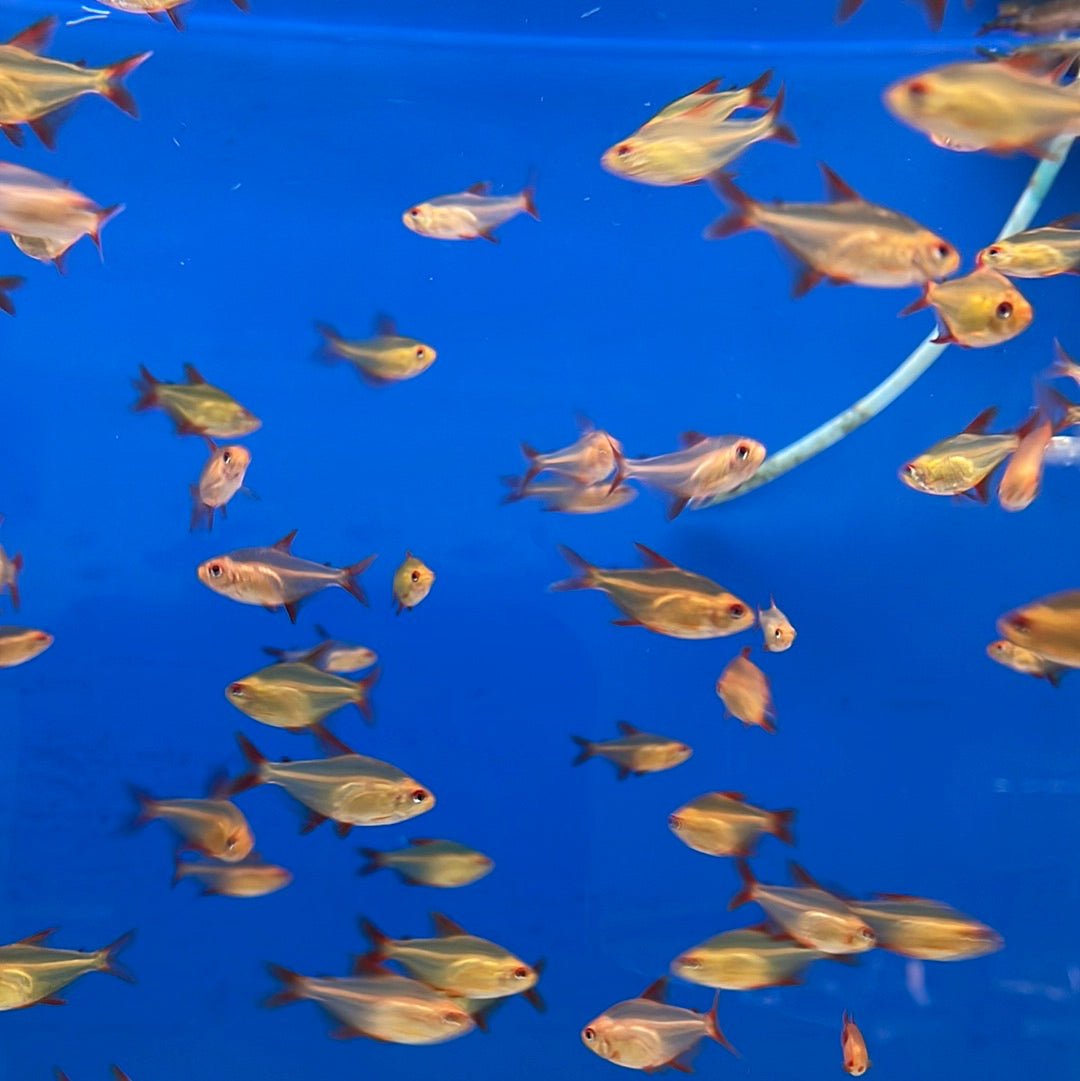 Red Cherry Tetra