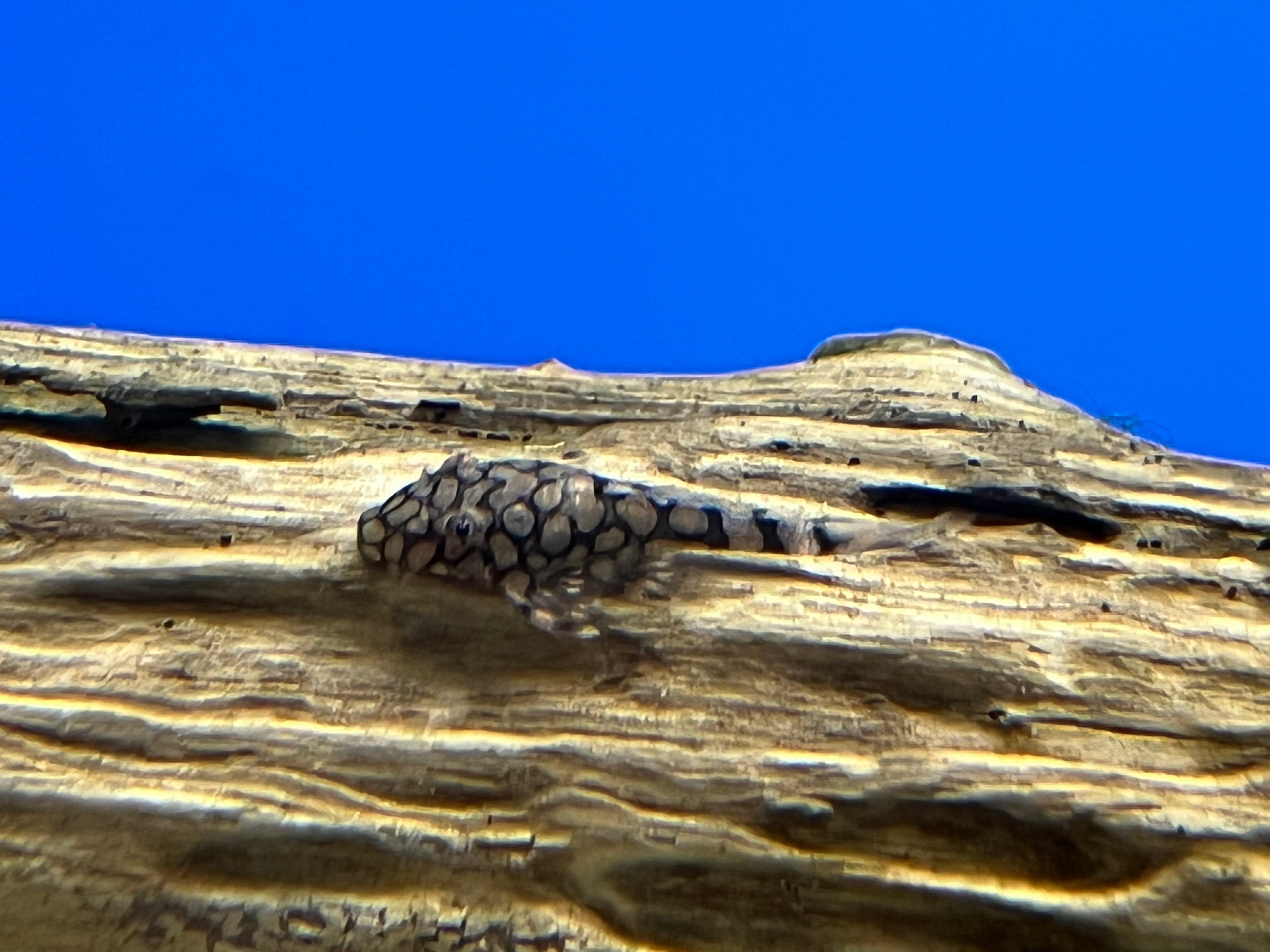 L519 Ancistrus sp. "Rio Itenez”
