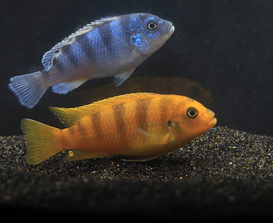 Kenyi Cichlid
