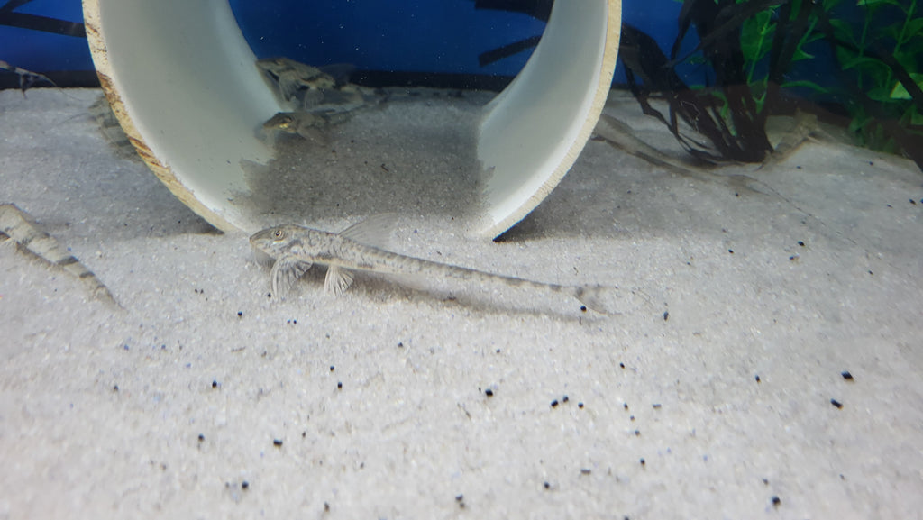 Marbled Whiptail