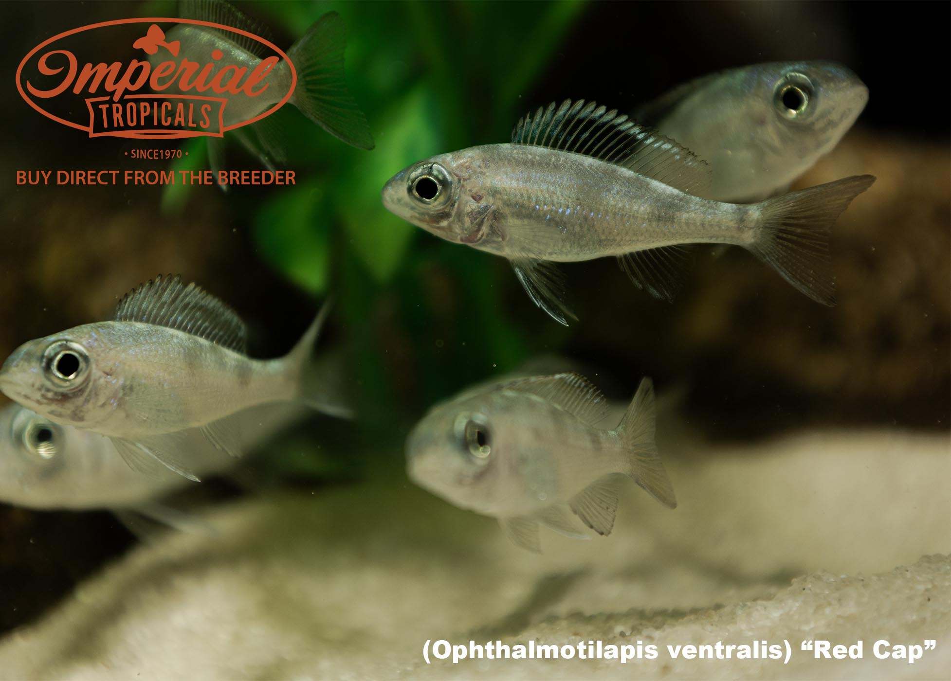 Ophthalmotilapia ventralis "Red Cap"