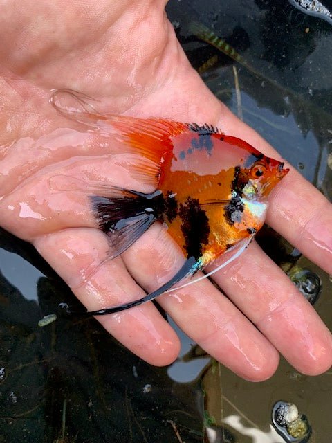 Red Devil Koi Angelfish