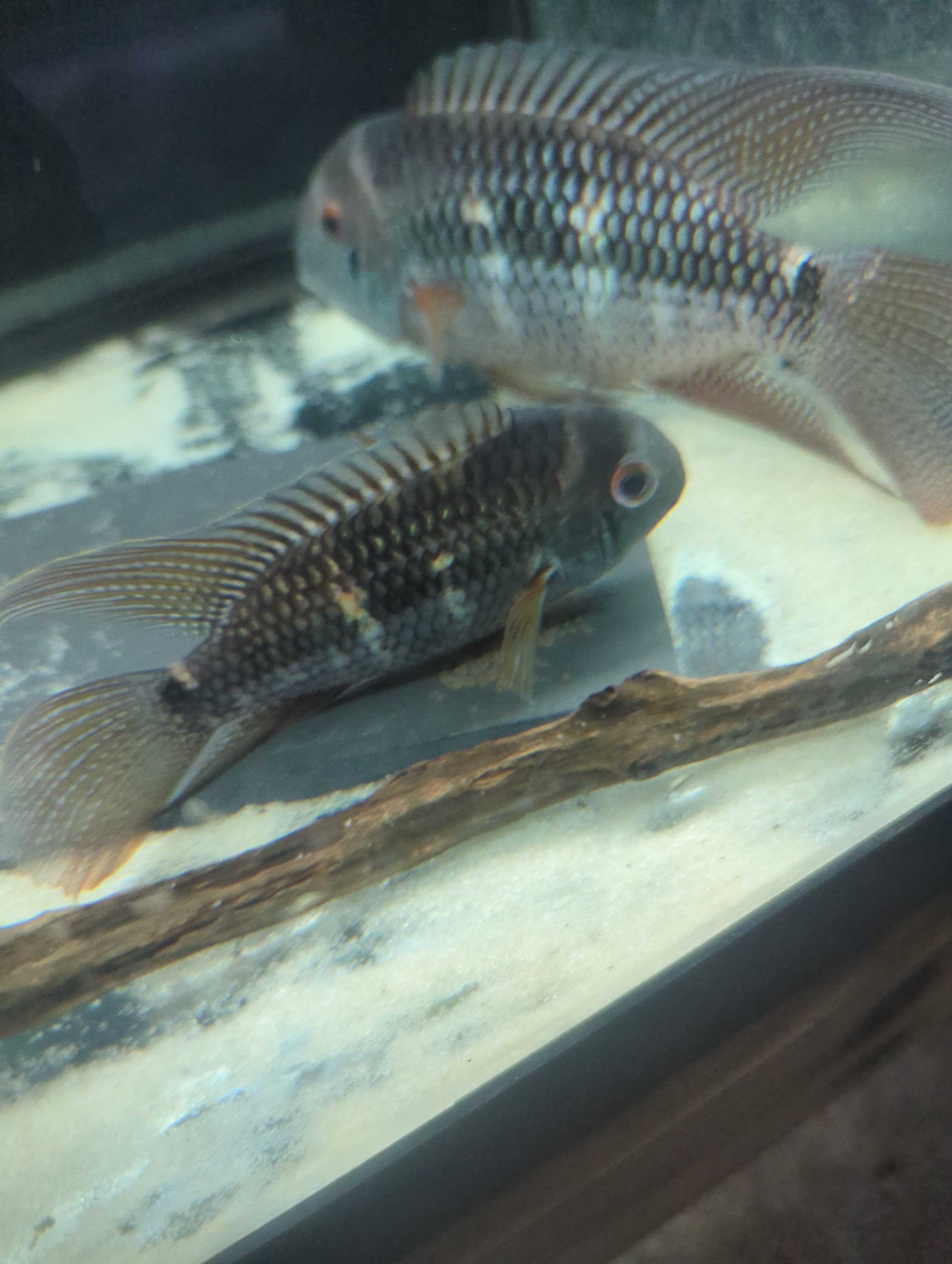 Royal Acara
